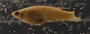 Gambusia caliensis FMNH 57721